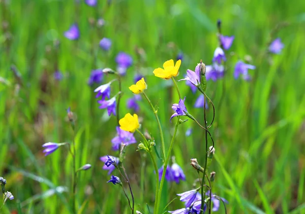 Wild flowers — Stock Photo, Image