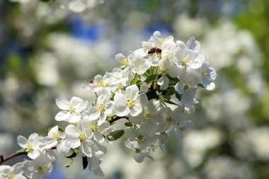 elma ağacı çiçek