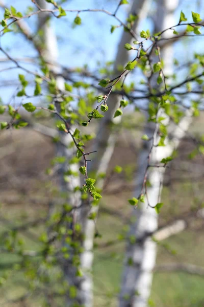 Björklöv — Stockfoto