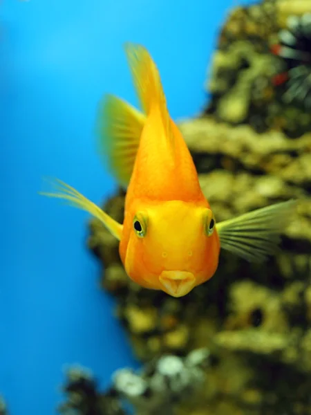 水で魚オウム — ストック写真