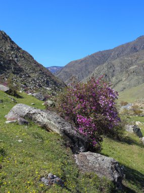  ormangülü dauricum