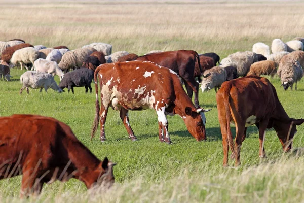 Çiftlik hayvanları — Stok fotoğraf