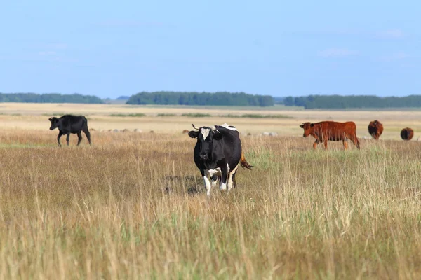 Vacas em campo — Fotografia de Stock