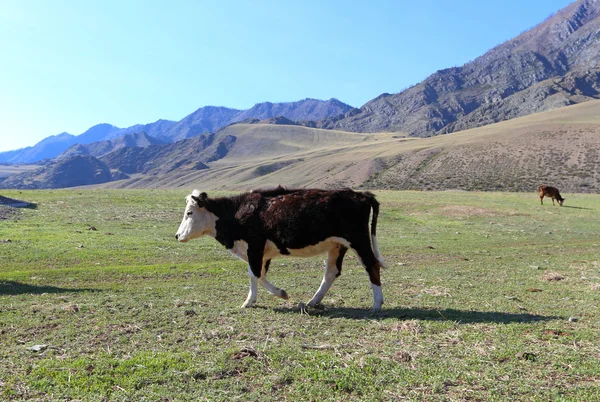 Vaca joven en un pasto de montaña —  Fotos de Stock
