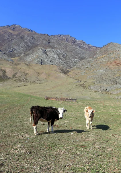 Dağ otlağındaki inekler — Stok fotoğraf