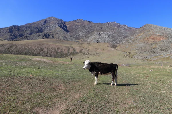 Mavi gökyüzü ve dağlar karşı genç inek — Stok fotoğraf