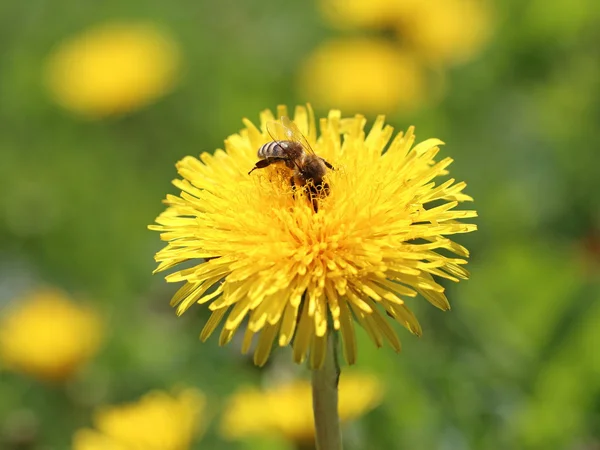 Abelha em uma flor amarela — Fotografia de Stock