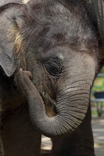 Elefant kalv — Stockfoto