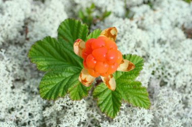 Cloudberries