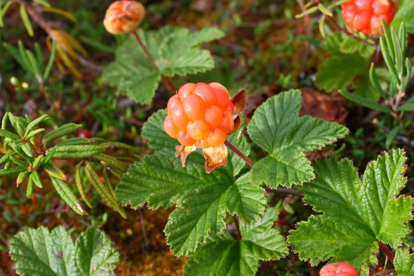 Cloudberries — 스톡 사진