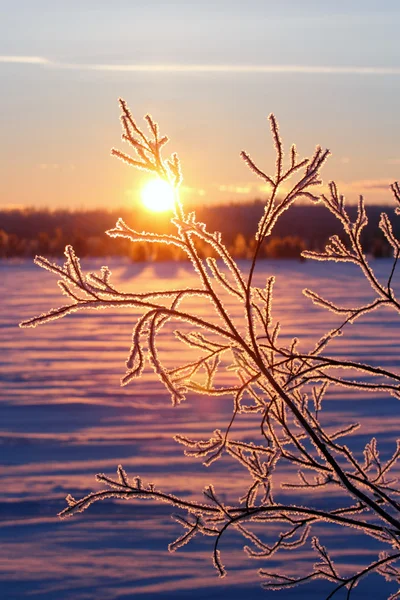 Ледяное утро — стоковое фото
