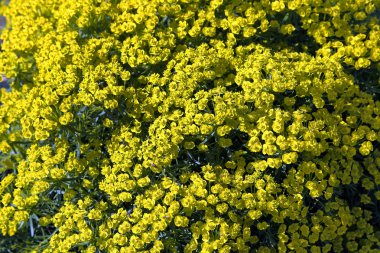 sütleğen cyparissias