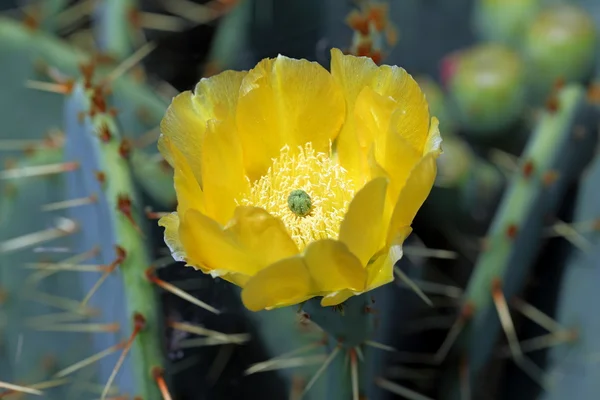 Opuntia species. Yellow flower of a cactus — Stock Photo, Image