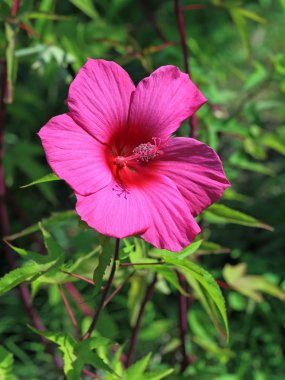Bir hibiscus çiçek açması
