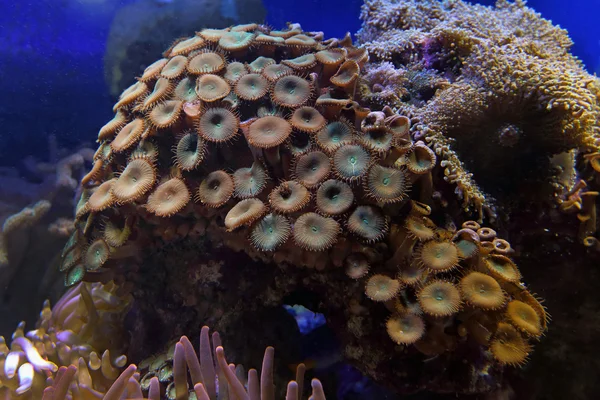 Pólipos em um recife de coral — Fotografia de Stock