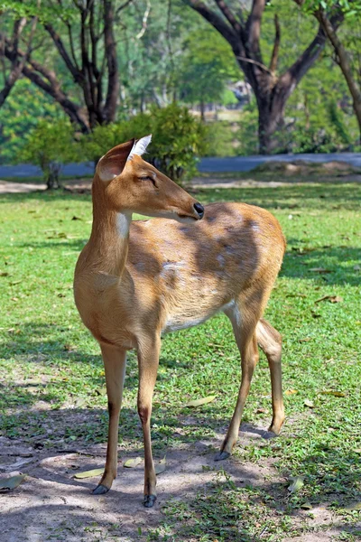 Wild antelope — Stock Photo, Image