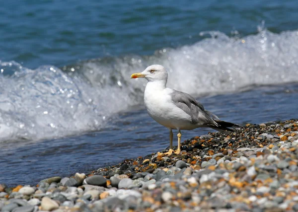 Gaivota do mar — Fotografia de Stock