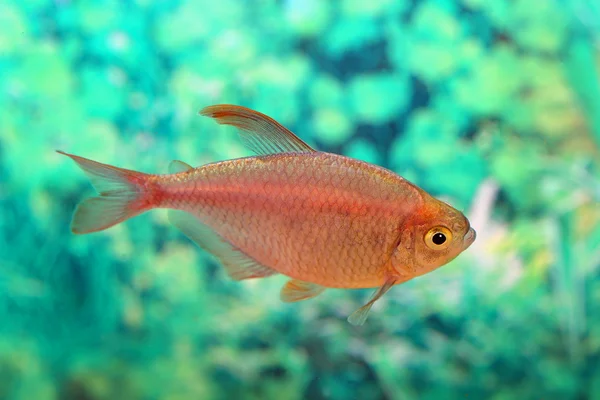 Hyphessobrycon equadoriensis — Stockfoto