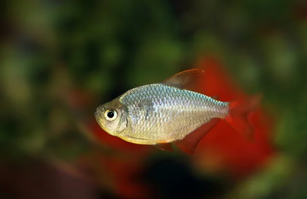 Aquarian fish of a tetr — Stock Photo, Image