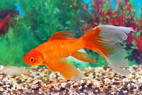 Peixe-dourado em um aquário interior — Fotografia de Stock