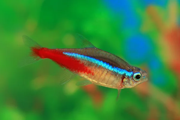 Neon vis aquarium — Stockfoto