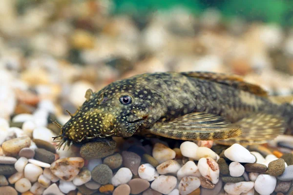 Ancistrus dolichopterus