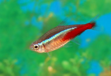 Parlak küçük balık neon bir akvaryum