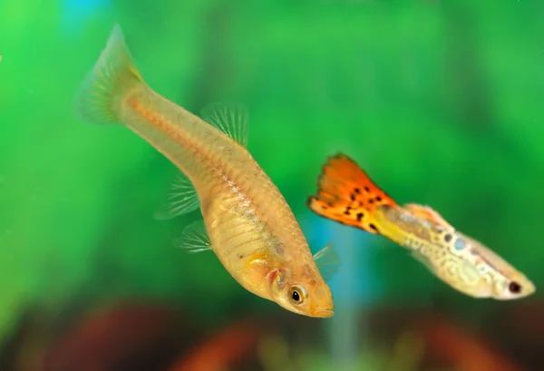 Fish of the guppy — Stock Photo, Image