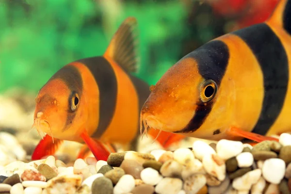 Dois aquário pequenos peixes Botia macracantha — Fotografia de Stock