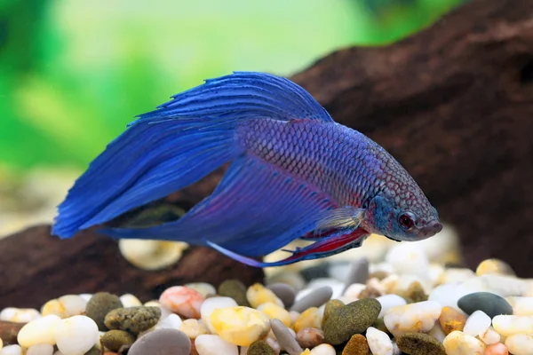 Betta splendens — Foto de Stock