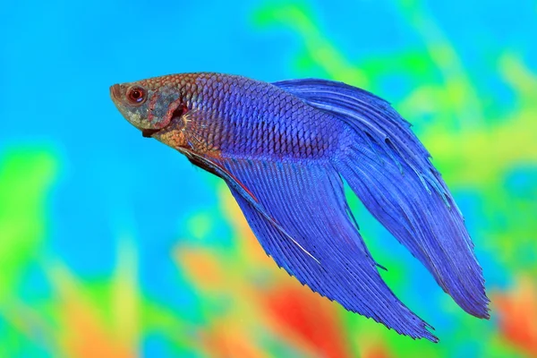 Betta splendens erkek — Stok fotoğraf