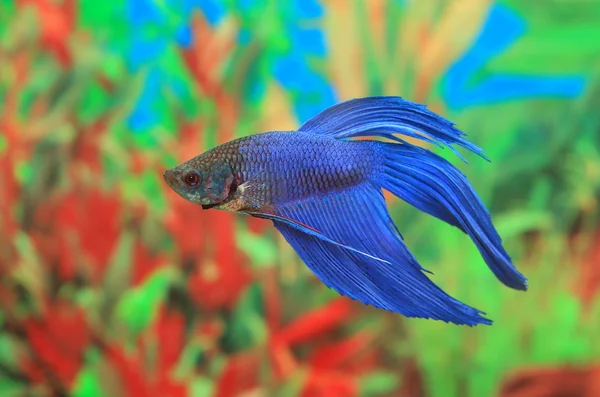 Betta splendens de cor azul — Fotografia de Stock