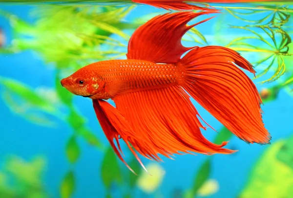 Betta splendens — Foto de Stock