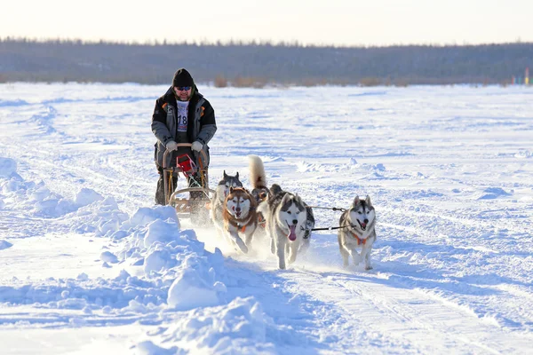The man rushes on a dogsled — Stock Photo, Image