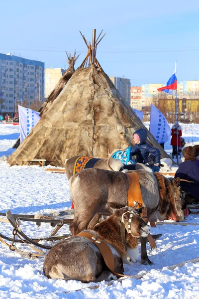 Deer and plagues of Nenets against the city — Stock Photo, Image