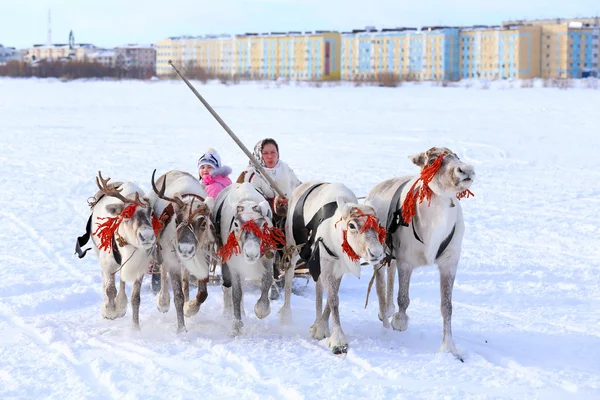 Conduite sur les cerfs — Photo