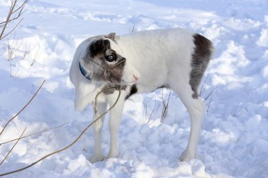 Küçük beyaz geyik