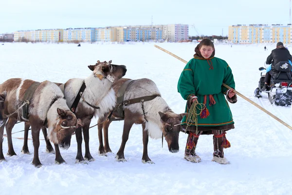 Ren geyiği damızlık reindeers ile genç adam — Stok fotoğraf