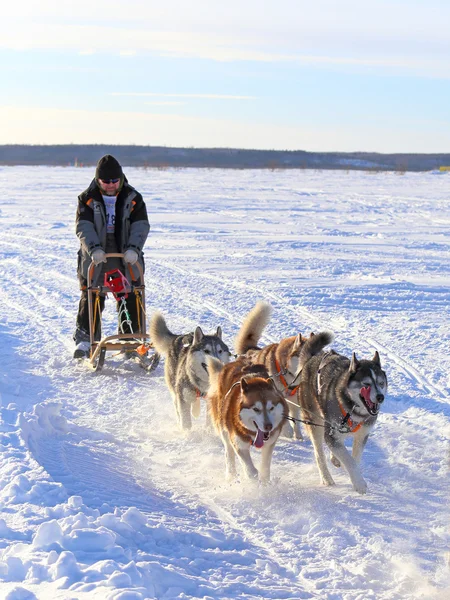 O trenó dos cães corre sobre a tundra — Fotografia de Stock