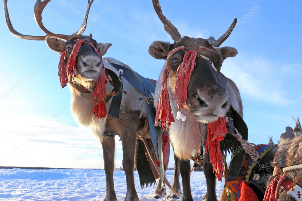 Two reindeers in a team
