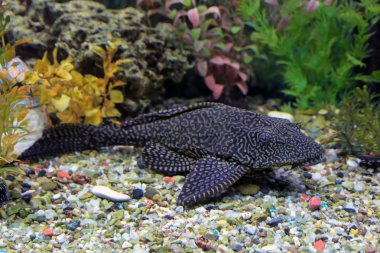 Glyptoperichthys gibbiceps