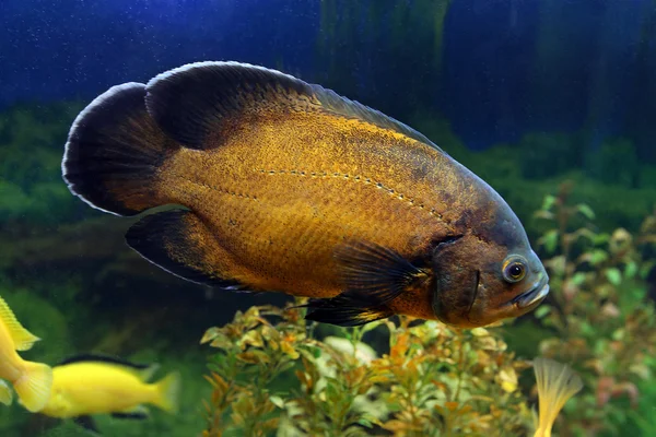 Astronotus ocellatus — Stok fotoğraf