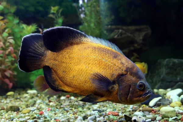 Poissons d'Astronotus ocellatus gros plan — Photo