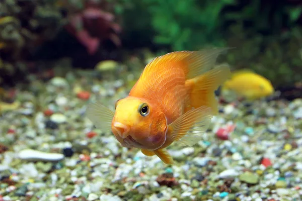 Pescado amarillo del loro Cichlasoma — Foto de Stock