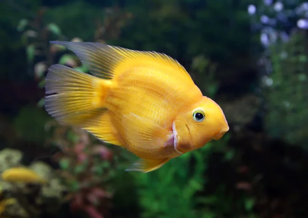 El pez amarillo del papagayo Cichlasoma en el interior del acuario — Foto de Stock