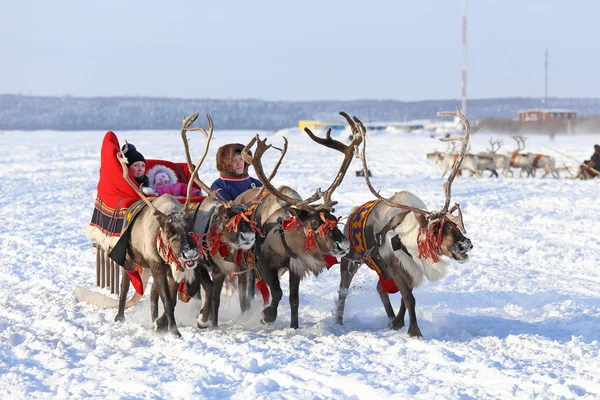 Reindeers üzerinde sürüş — Stok fotoğraf