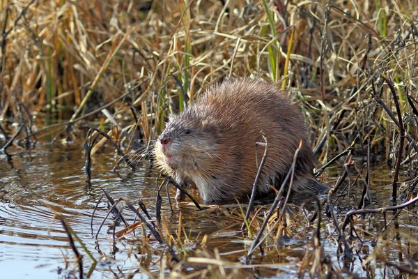Muskrat in the spring afternoon — Stock Photo, Image