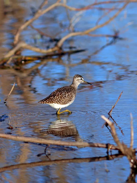 The sandpiper among thickets — Stock Photo, Image