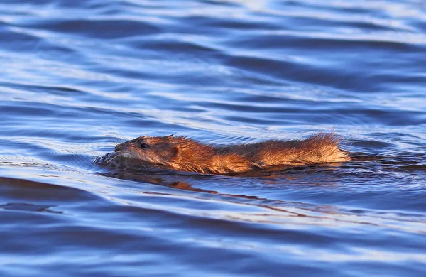 O rato almiscarado flutua entre ondas — Fotografia de Stock