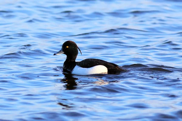 Büschelente — Stockfoto